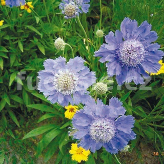 Hlaváč modrý (Scobiosa Japonica Blue Diamo)