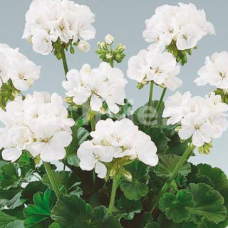 Pelargónie zonale-muškát vzpřímený bílý - 1233