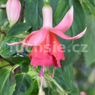 Johanna Rosenbach Fuchsie 831