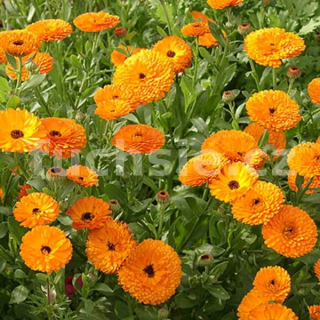Měsíček lékařský, Calendula Officinalis (Měsíček) - 164M