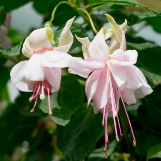 Cotton Candy Fuchsie   598