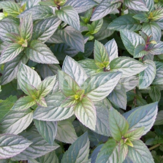 Máta čokoládová (Mentha x piperita, Chocolate) - 162C