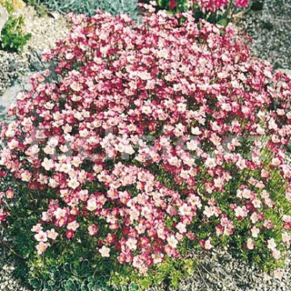 Lomikámen (Saxifraga)- Appleblossom    3083  3083