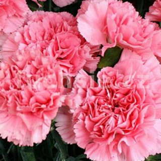 Dianthus caryp. (Hvozdík růžový) - 066R