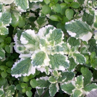 Máta ananasová - 162D