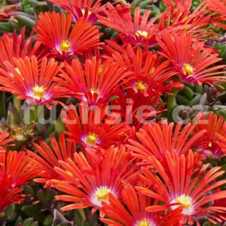 Lampranthus červený - 091C