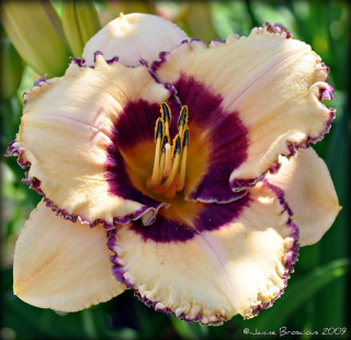 Hemerocallis Alaqua- Denivka