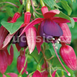 Steirerbau Fuchsie
