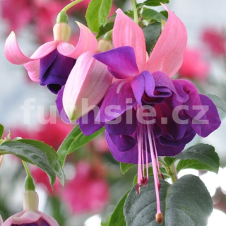 Zwönitz Tal Fuchsie