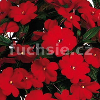 Impantiens Neu Guinea červený Balzamína - 020