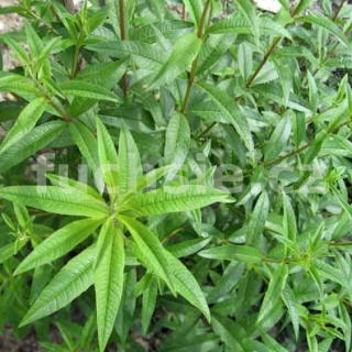 Aloisie (Lippia citriodora) - 164C