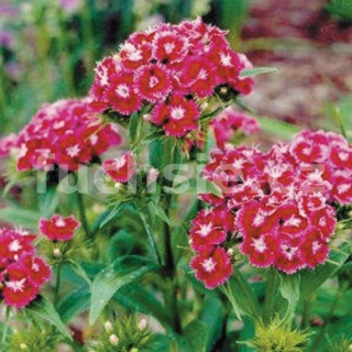 Karafiát (Dianthus Barbatus Swent Willi)  3091