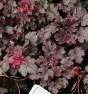 Dlužicha (Heuchera Milan( 3034