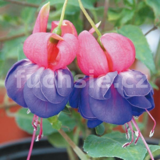 Blue Ice Fuchsie 317
