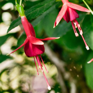 Flasch Fuchsie 494