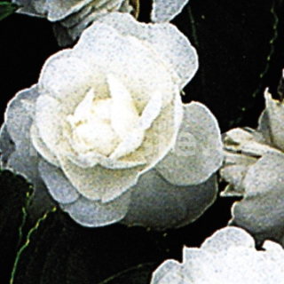 Impantiens Walleriana  bílý Balzamína - 033