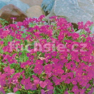 Tařička (Aubrieta Deltoides Royal Red)  3093