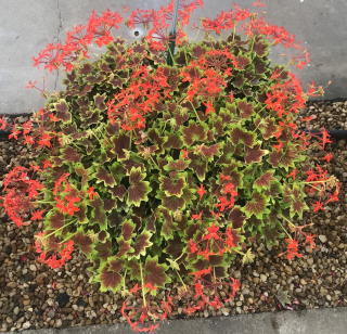 Pelargónie zonale Vancouver Muškát vzpřímený - 1257