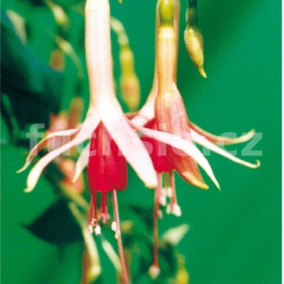 Nina Wills Fuchsie (Wils-Aktinson GB 1963) 269