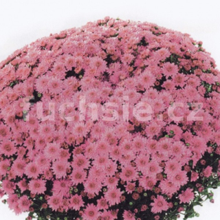 Chryzantéma Multiflora růžová, raná - 3233