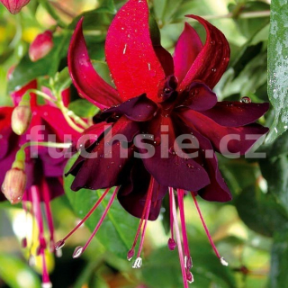 Rohees King Fuchsie   445