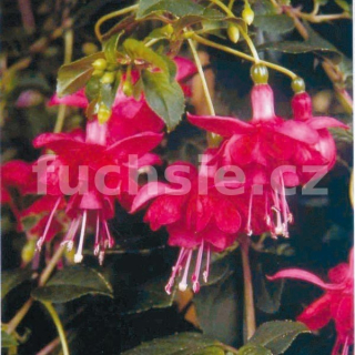 Blaze Away Fuchsie (Šl. Roy Sinton, GB, 1995) 389