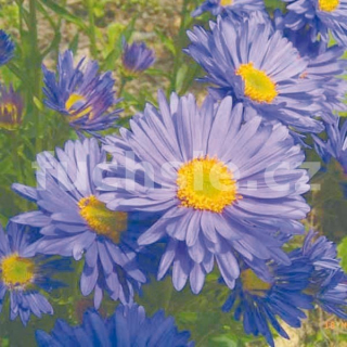 Astra skalková (Aster Alpinus) modrá