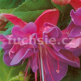 Gillian Althea Fuchsie 510