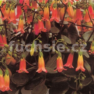 Kolopějka (Kalanchoe ) převislá - 062