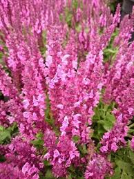 Salvia Nemorosa Šalvěj  hajní růžová