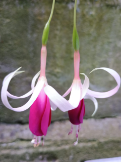 Icy Tears- Fuchsie