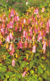 Campanula Punctata
