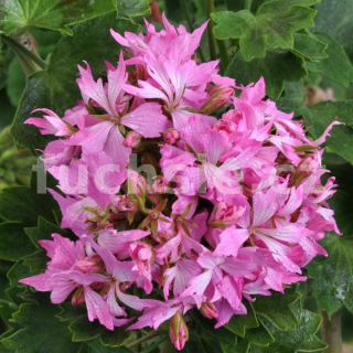 Fireworks Pink Pelargónie - 1249