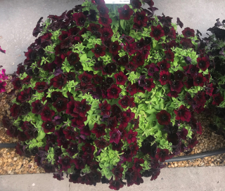 Surfinie purpurová, veliké květy- 052