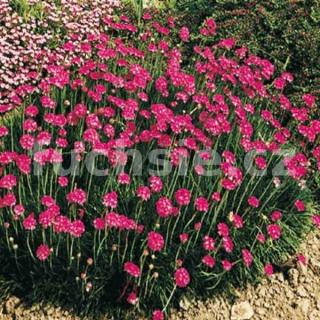 Trávnička, Armeria Maritima Splendens )