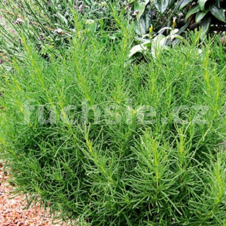 Santolina viridis olivenkraut (svatolína olivová) - 139O