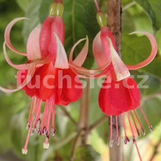 Eternal Flame Fuchsie 526