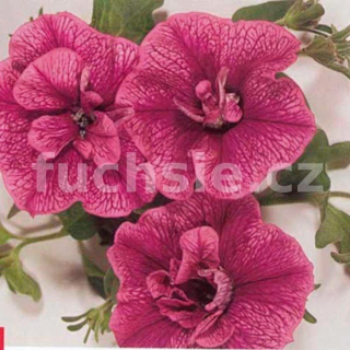 Surfinie tmavě lososová plnokvětá- 060