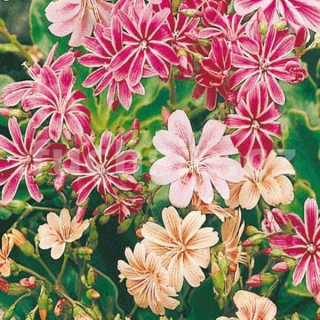 Levisie (Lewisia Cotyledon Regenbogen)