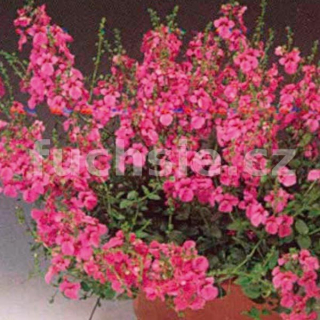 Diascia růžovofialová - 112