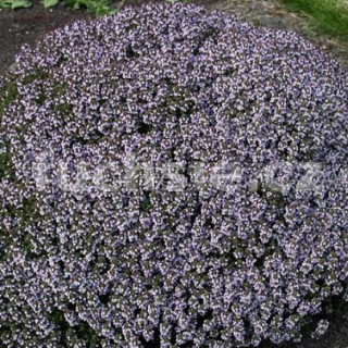 Mateřidouška (Thymus vulgaris Compacta) - 138A