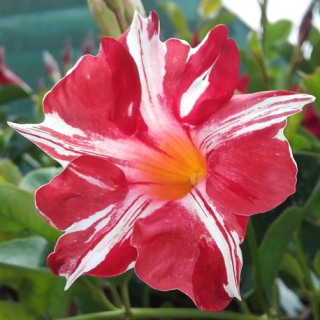 Mandevilla žíhaná, červeno bílá - 169Z