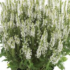 salvia numerosa- šalvěj hajní, bílá