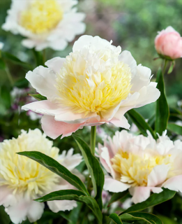 Paeonia Primavere- Pivoňka žlutá 3167