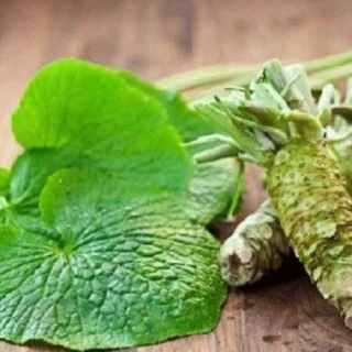 Japonský křen – Wasabia japonica - 174C