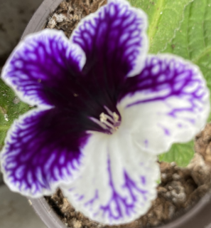 Streptocarpus, Tořivka fialovo bílá - 027CH