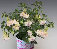 Fuchsie Jollies Bretagne 1184 F