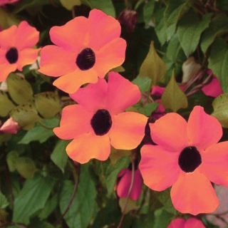 Černooká Zuzana – Thunbergia  Dark Apricot - 036B