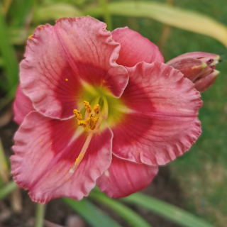 Hemerocallis- Denivka  Cherry Valentine