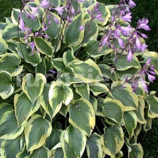 Hosta Pilgrim, Bohyška 3154